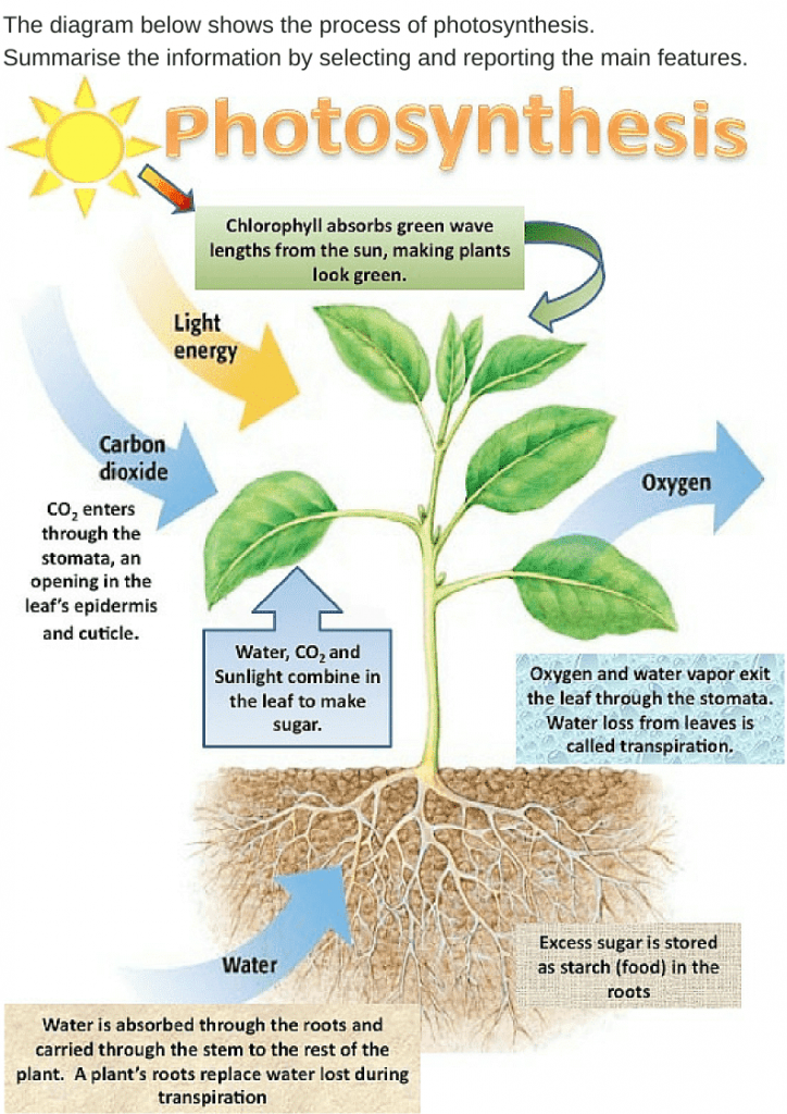 the natural process of photosynthesis