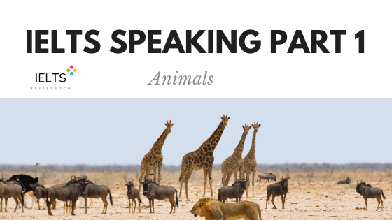 Speaking Part 1 Topic: Animals | IELTS assistance
