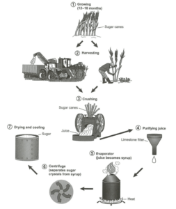 IELTS Writing Task 1 The diagram shows the manufacturing process for making sugar from sugar cane